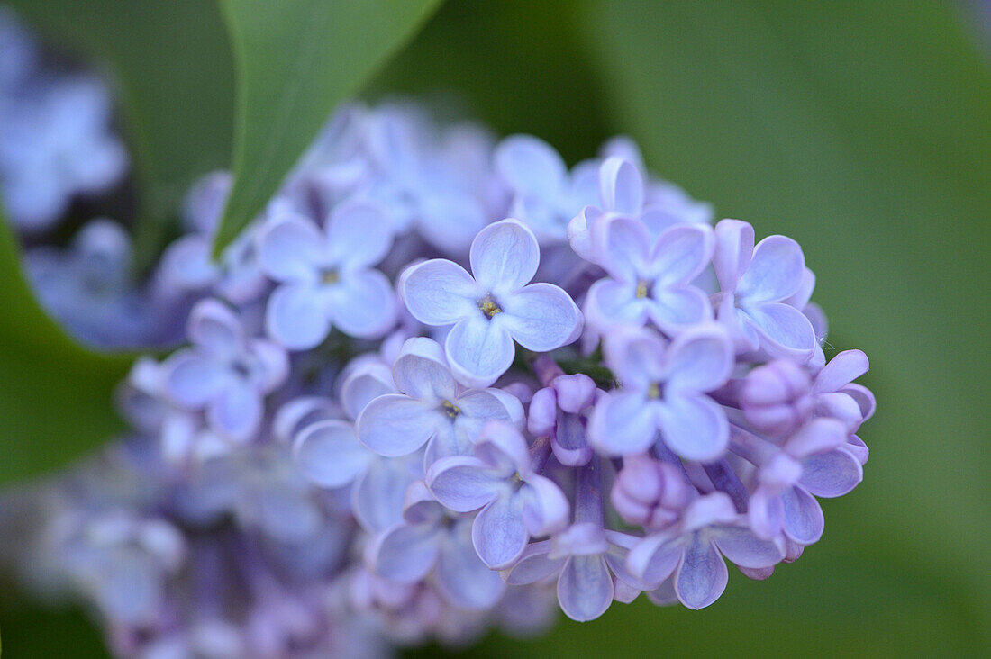 Close-up of Common Lilac (Syringa vulgaris) in Garden in Spring, Bavaria, Germany