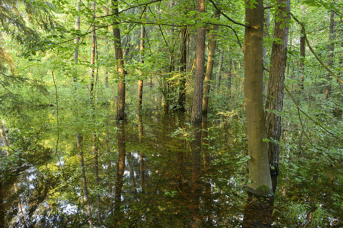 Landschaft eines überschwemmten Waldes im Frühling, Bayern, Deutschland