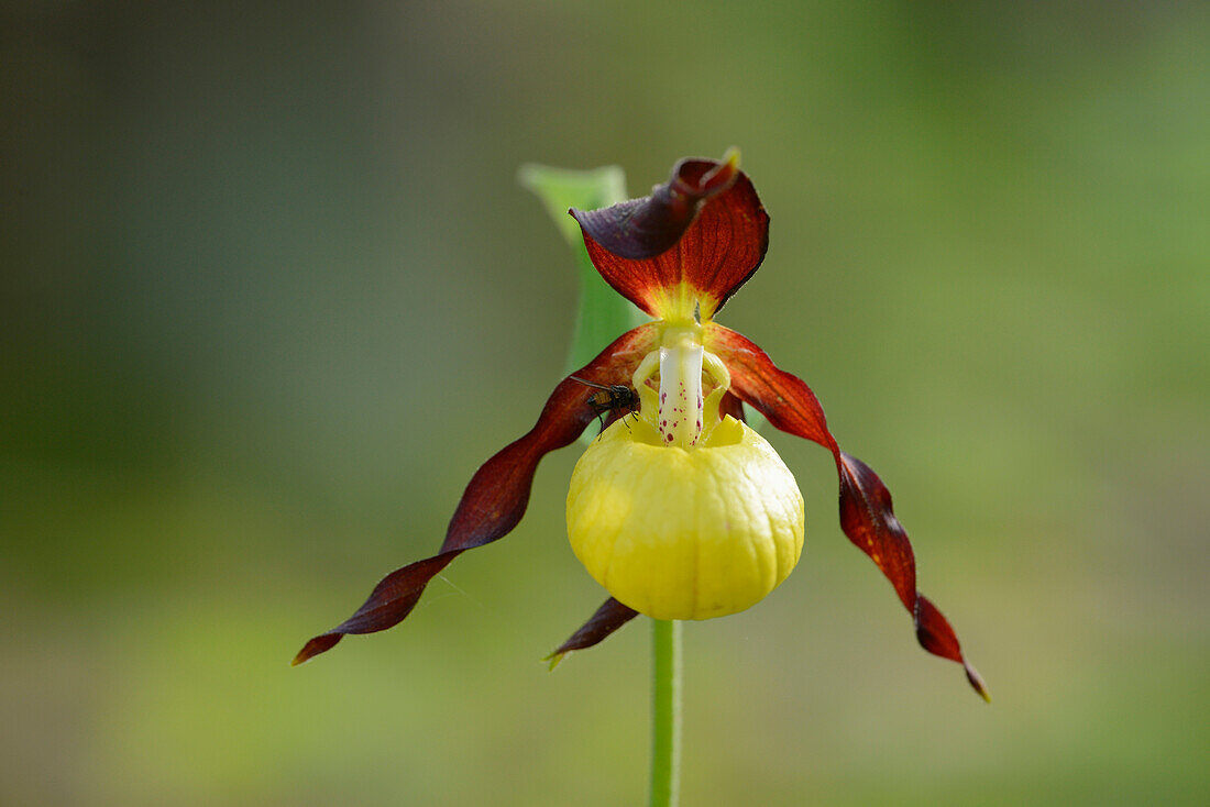 Nahaufnahme des Frauenschuhs (Cypripedium calceolus) in einem Wald im Frühling, Bayern, Deutschland