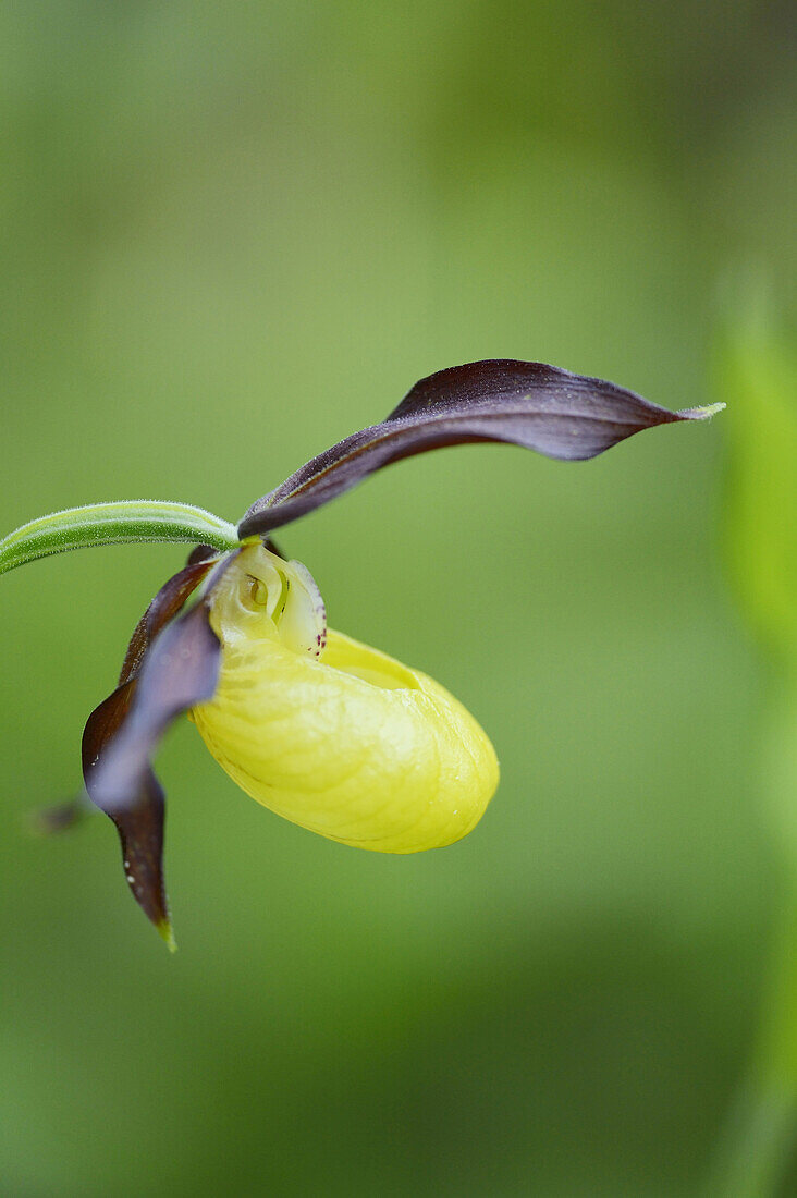 Nahaufnahme von Frauenschuh-Orchidee (Cypripedium calceolus) im Wald im Frühling, Oberpfalz, Bayern, Deutschland