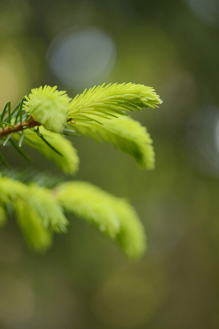 Nahaufnahme von Trieben der Fichte (Picea abies) im Wald im Frühling, Oberpfalz, Bayern, Deutschland