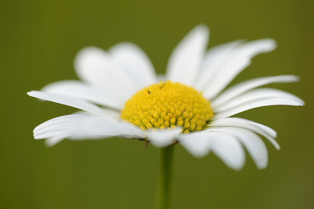 Close-up of Oxeye Daisy (Leucanthemum vulgare) Blossom in Meadow in Spring, Bavaria, Germany