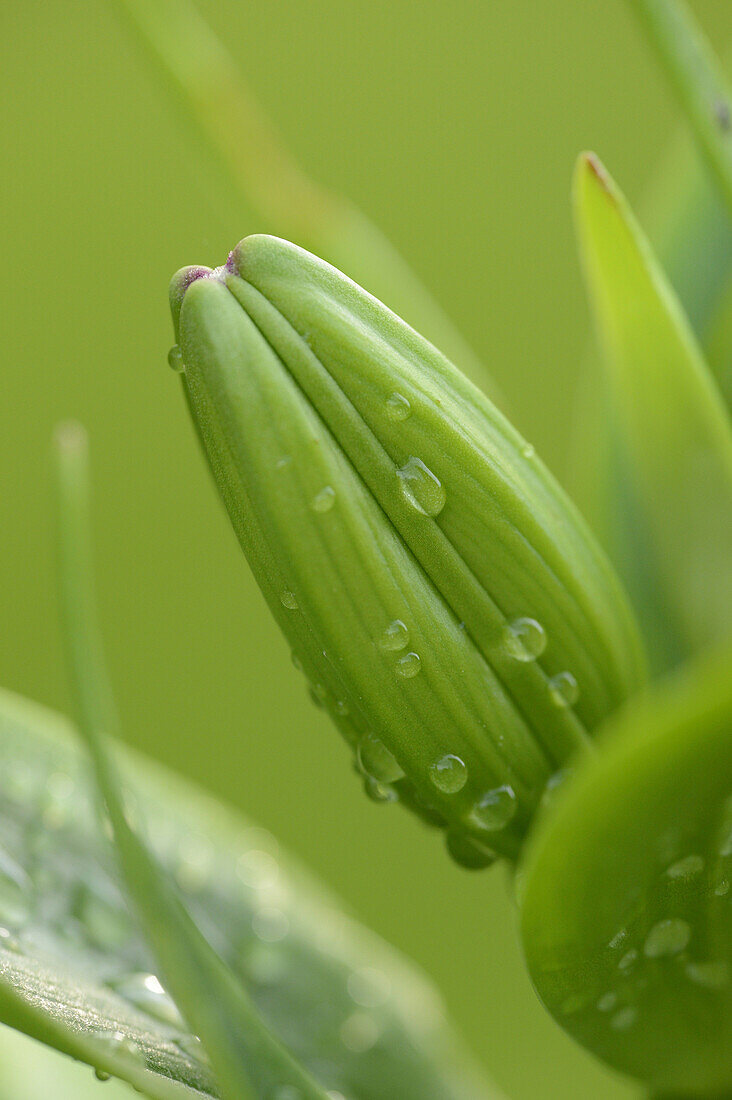 Close-up of Lily Bud with Water Drops in Garden in Spring, Bavaria, Germany