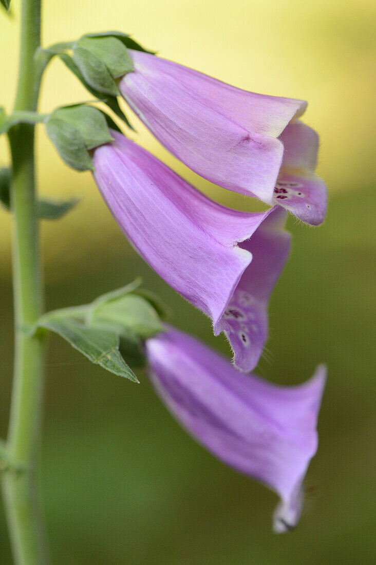 Close-up of Common Foxglove (Digitalis purpurea) Blossoms in Forest in Spring, Bavaria, Germany