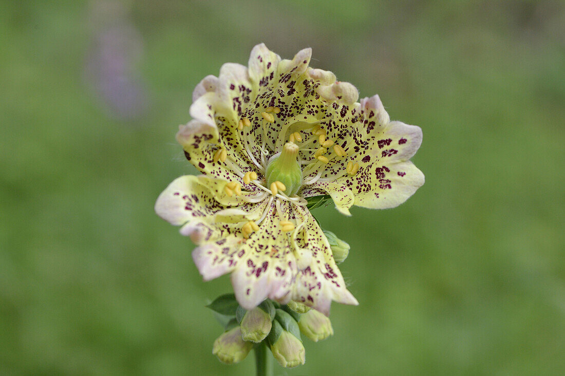 Close-up of Common Foxglove (Digitalis purpurea) Blossom in Forest in Spring, Bavaria, Germany