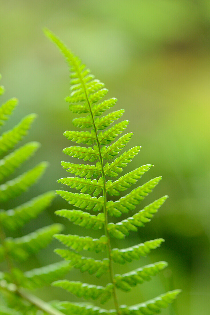 Nahaufnahme von männlichen Farn (Dryopteris filix-mas) Blättern im Wald, Oberpfalz, Bayern, Deutschland