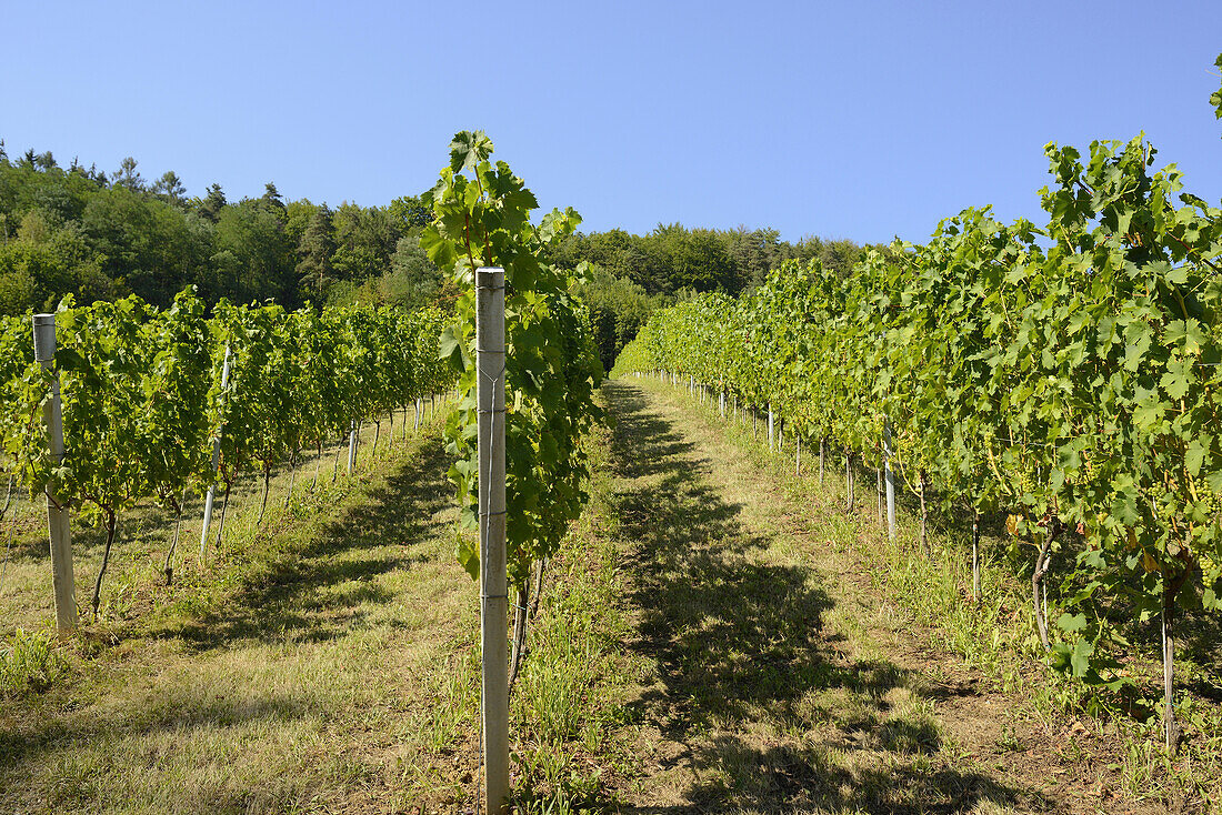 Landscape of Vineyard, Styria, Austria