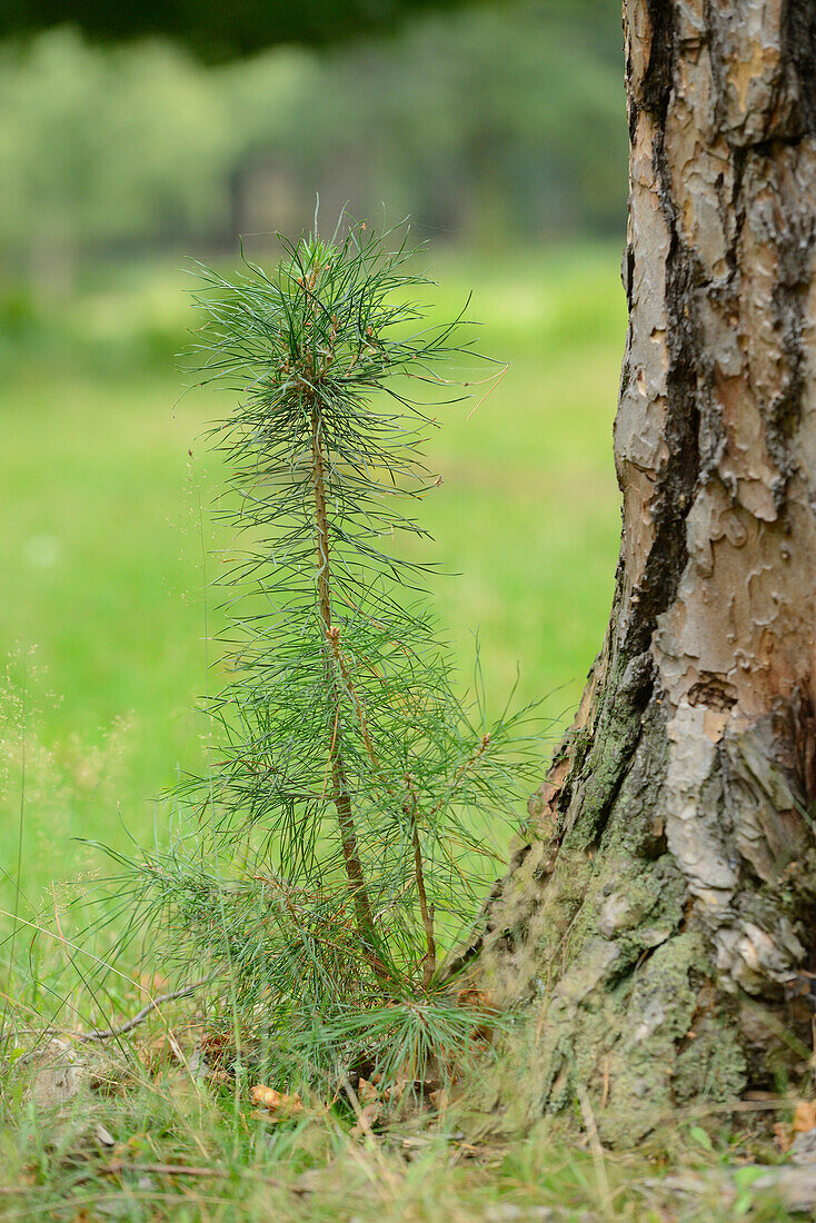 Nahaufnahme einer jungen Kiefer (Pinus sylvestris) neben einer alten Kiefer
