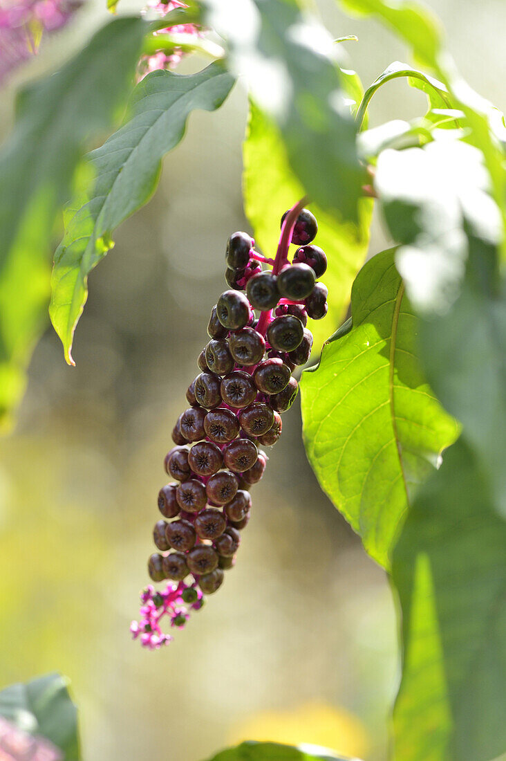 Nahaufnahme von Früchten des Amerikanischen Pokeweed (Phytolacca americana) im Herbst, Bayern, Deutschland