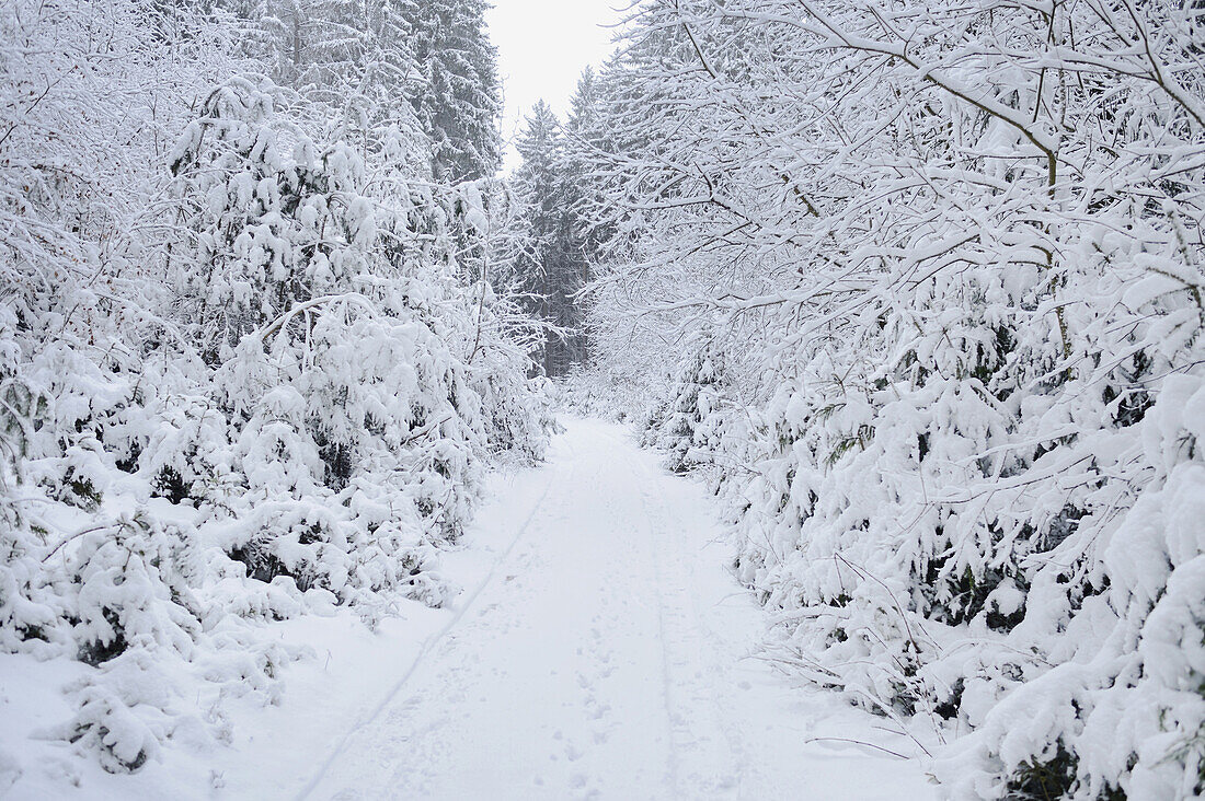 Landschaft eines Waldweges im Winter, Oberpfalz, Bayern, Deutschland