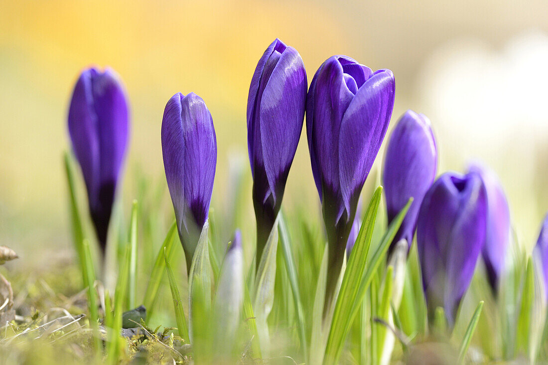 Blossoms of Domestic Crocus (Crocus vernus), Bavaria, Germany