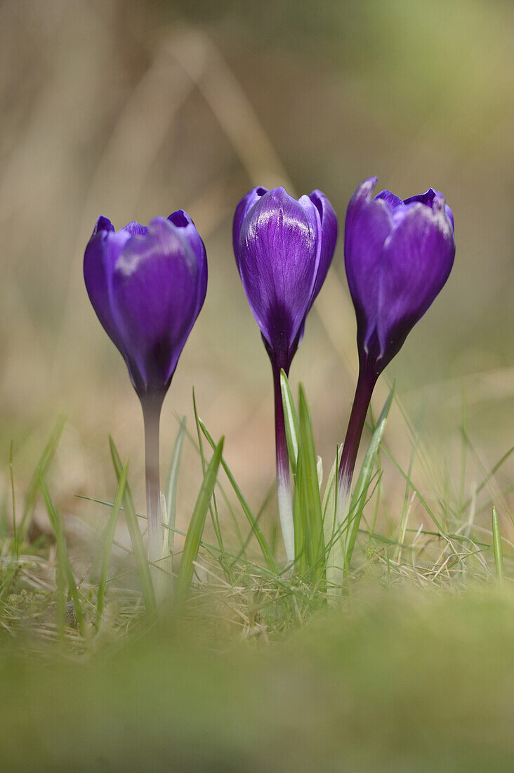 Blüten des heimischen Krokus (Crocus vernus), Bayern, Deutschland