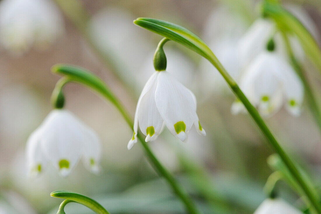 Nahaufnahme von Frühlingsschneeflockenblüten (Leucojum Vernum) im Wald im Frühling, Oberpfalz, Bayern, Deutschland