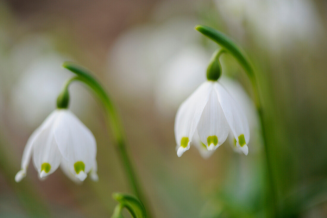 Nahaufnahme von Frühlingsschneeflocke (Leucojum Vernum) Blüte im Wald im Frühling, Oberpfalz, Bayern, Deutschland