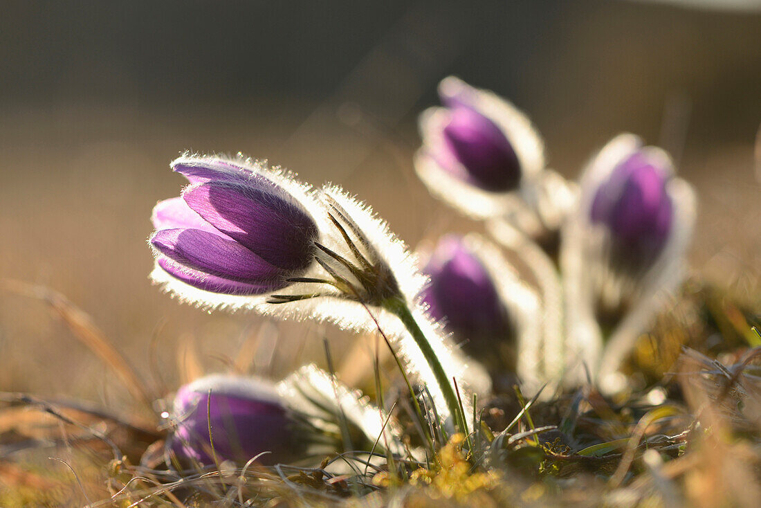 Pulsatilla (Pulsatilla vulgaris) Blooms in Grassland in Evening in Early Spring, Upper Palatinate, Bavaria, Germany