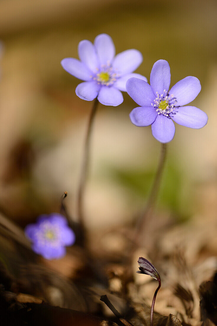 Close-up of Common Hepatica (Anemone hepatica) Blossoms in Forest on Sunny Evening in Spring, Upper Palatinate, Bavaria, Germany