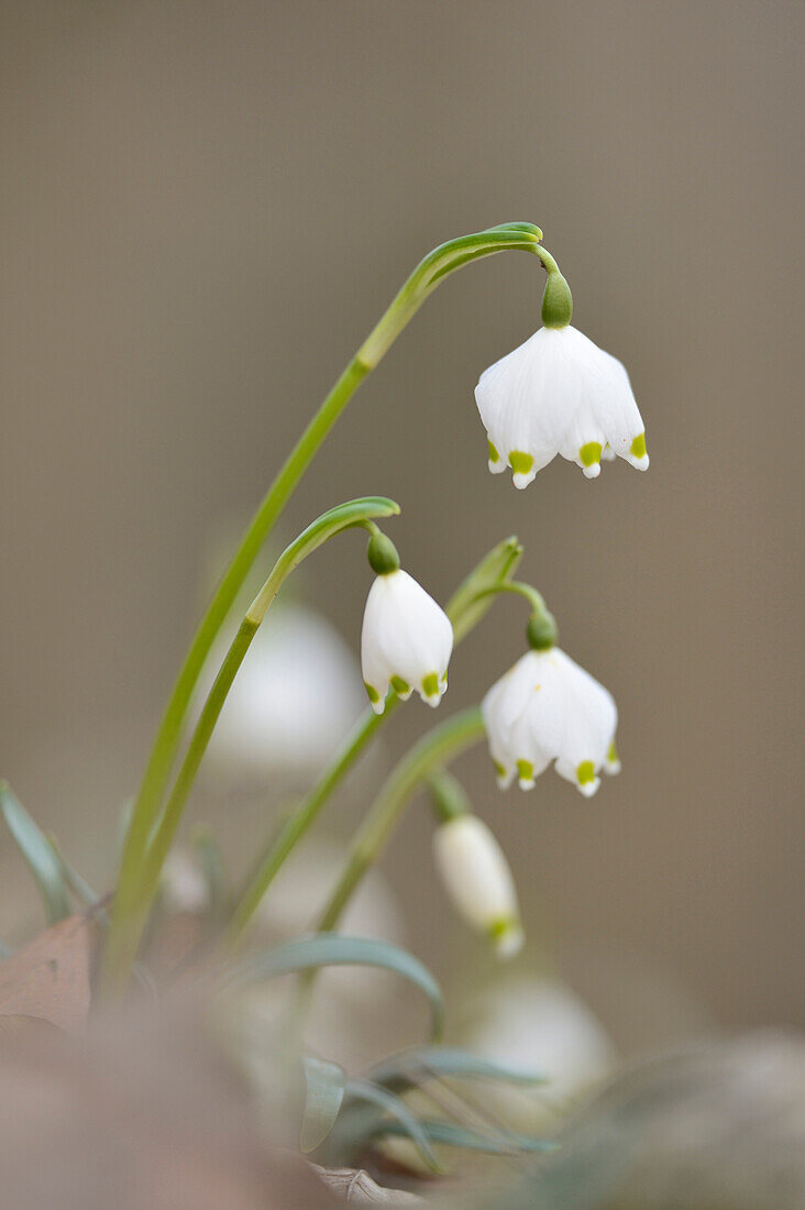 Nahaufnahme von Frühlingsschneeflocke (Leucojum vernum) Blüten im Wald im Frühling, Oberpfalz, Bayern, Deutschland