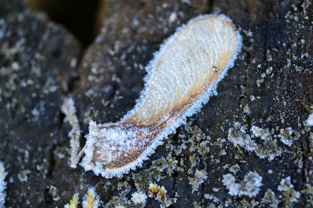 Close-up of Frozen Norway Maple (Acer platanoides) Seed in Early Spring, Upper Palatinate, Bavaria, Germany