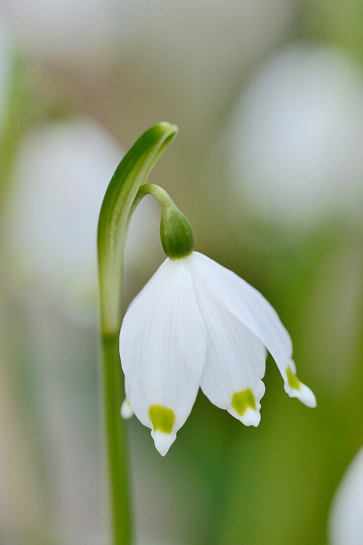 Nahaufnahme einer Schneeflockenblüte (Leucojum vernum) im Frühjahr, Oberpfalz, Bayern, Deutschland