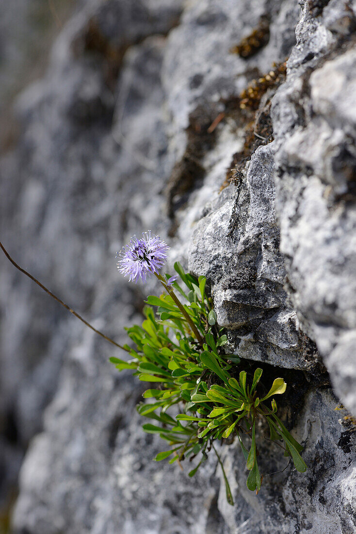 Close-up of Heart-leaved Globe Daisy (Globularia cordifolia) Blossoms in Alps in Spring, Styria, Austria