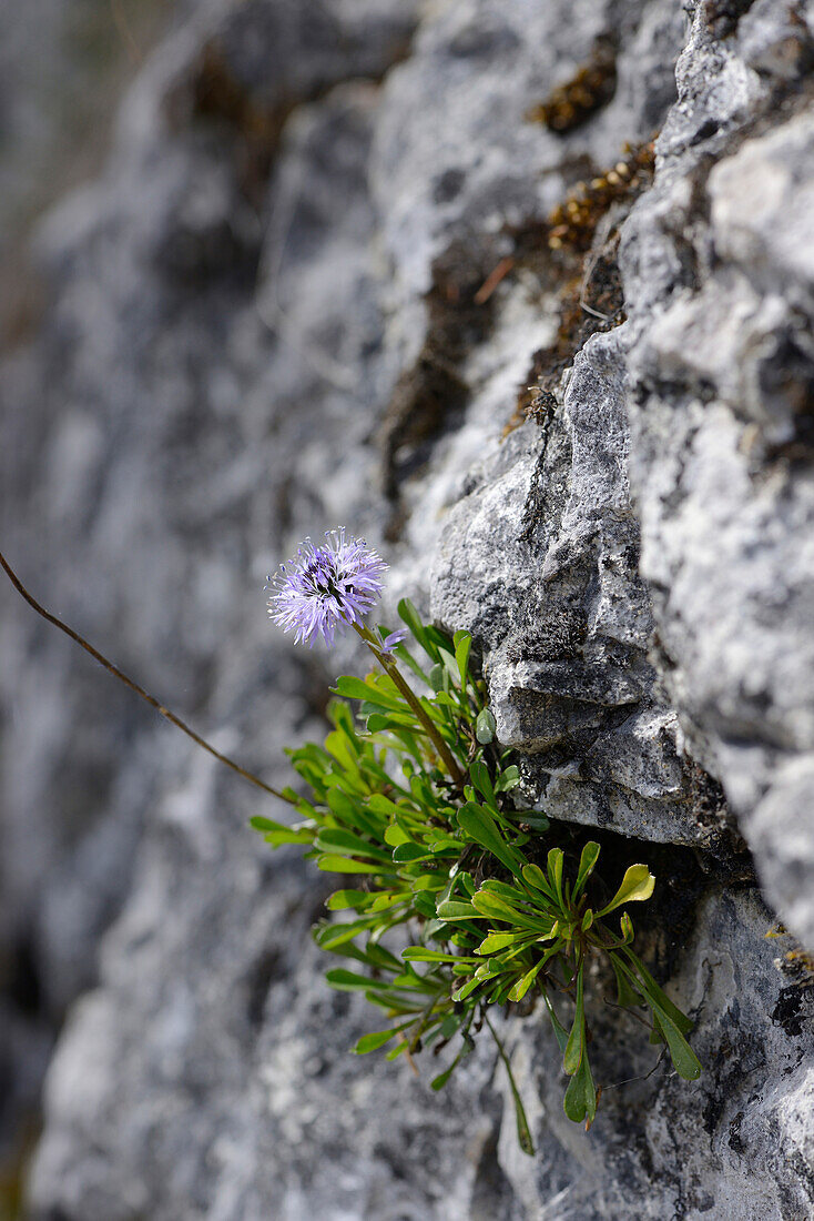 Nahaufnahme der Blüten des Herzblättrigen Gänseblümchens (Globularia cordifolia) in den Alpen im Frühling, Steiermark, Österreich