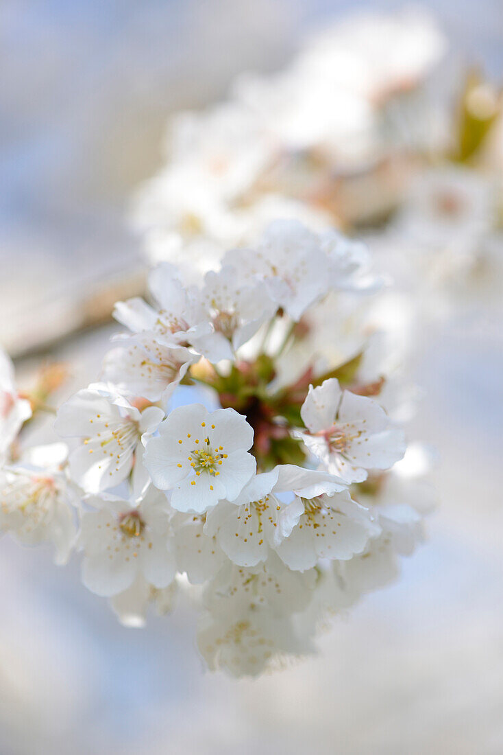 Close-up of Wild Cherry (Prunus avium) Blossoms in Spring, Bavaria, Germany