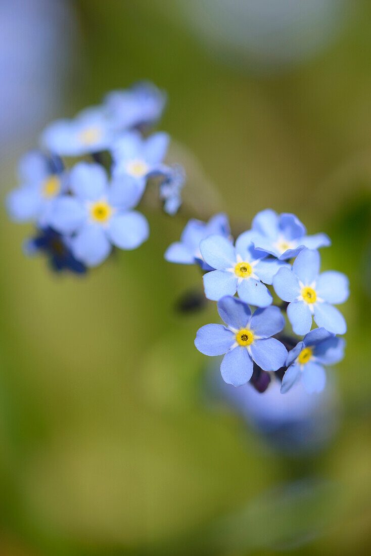 Close-up of Wood Forget-me-not (Myosotis sylvatica) Blossoms in Meadow in Spring, Bavaria, Germany