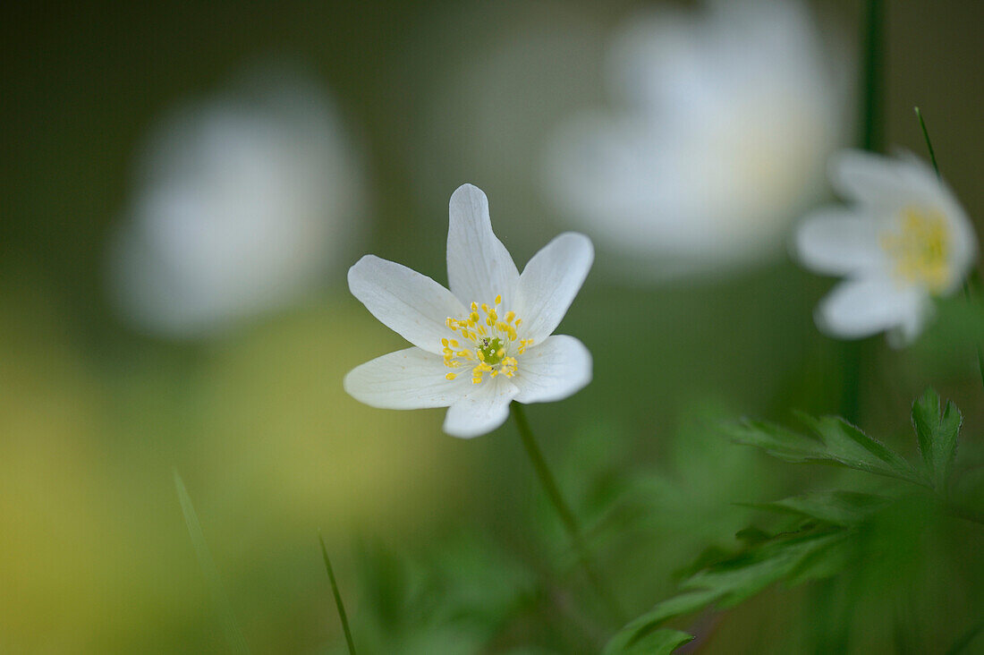 Nahaufnahme von Windröschen (Anemone nemorosa) Blüten auf einer Wiese im Frühling, Bayern, Deutschland