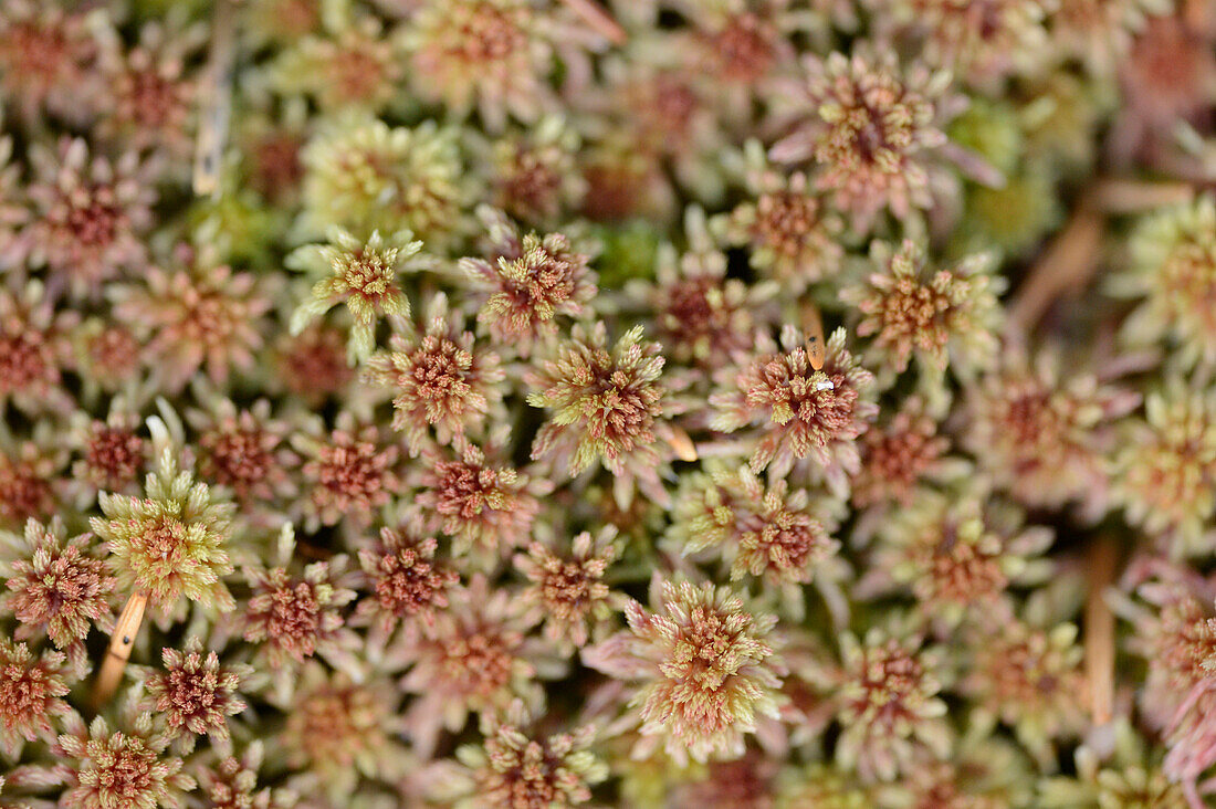 Nahaufnahme von Sphagnum-Moos (Sphagnum rubellum) in einem Wald im Frühling, Bayern, Deutschland