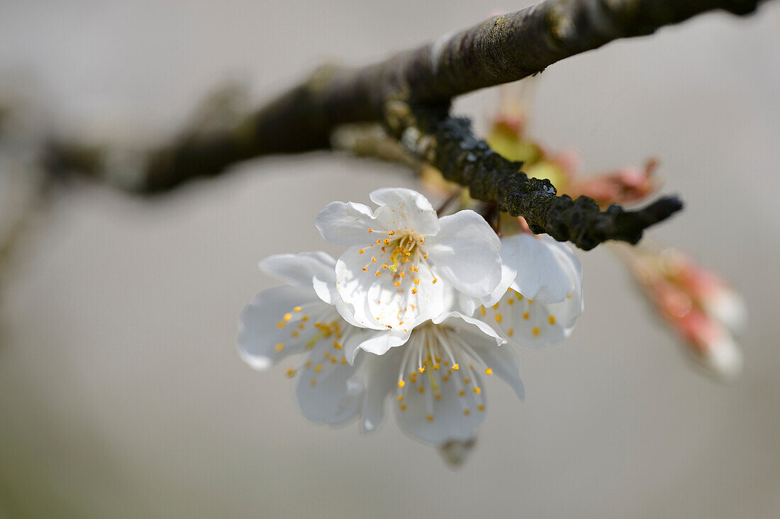 Close-up of wild cherry (Prunus avium) blossoms in spring, Bavaria, Germany