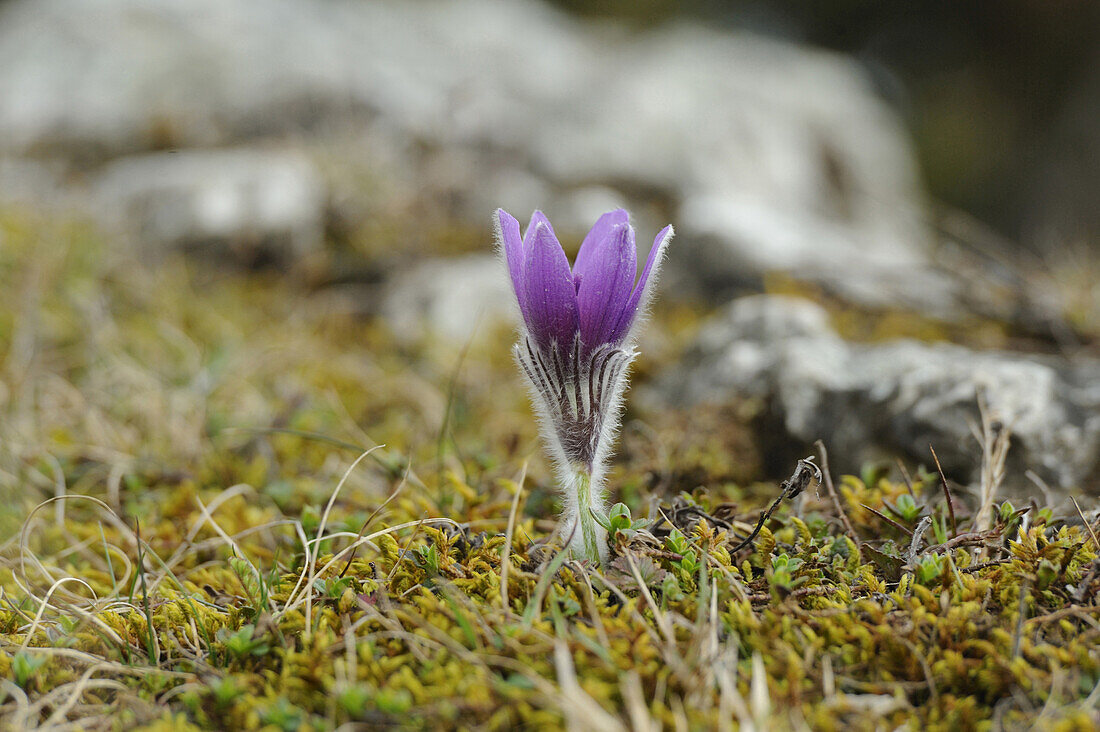 Blüte einer Pulsatilla (Pulsatilla vulgaris) im Grünland im zeitigen Frühjahr in Bayern, Deutschland