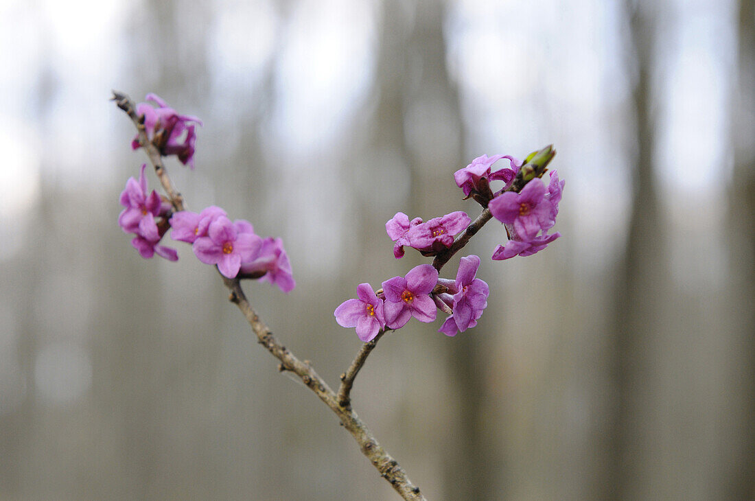 Mezereon (Daphne mezereum) blüht im Wald im zeitigen Frühjahr, Bayern, Deutschland