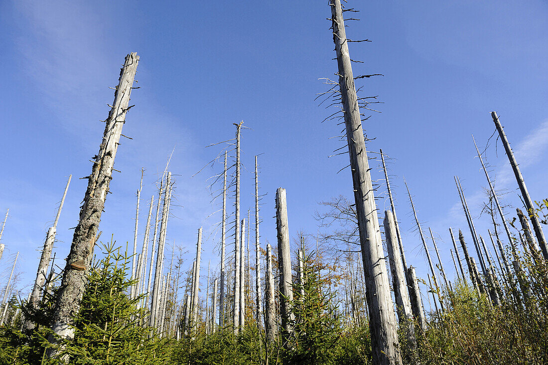 Landscape of dead trees fallen by bark beetles in autumn in the Bavarian forest, Bavaria, Germany.