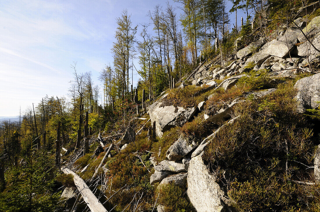 Landschaft mit abgestorbenen, von Borkenkäfern befallenen Bäumen im Herbst im Bayerischen Wald, Bayern, Deutschland.