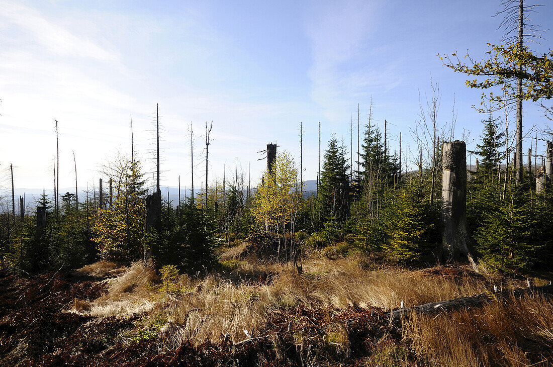 Landscape of dead trees fallen by bark beetles in autumn in the Bavarian forest, Bavaria, Germany.