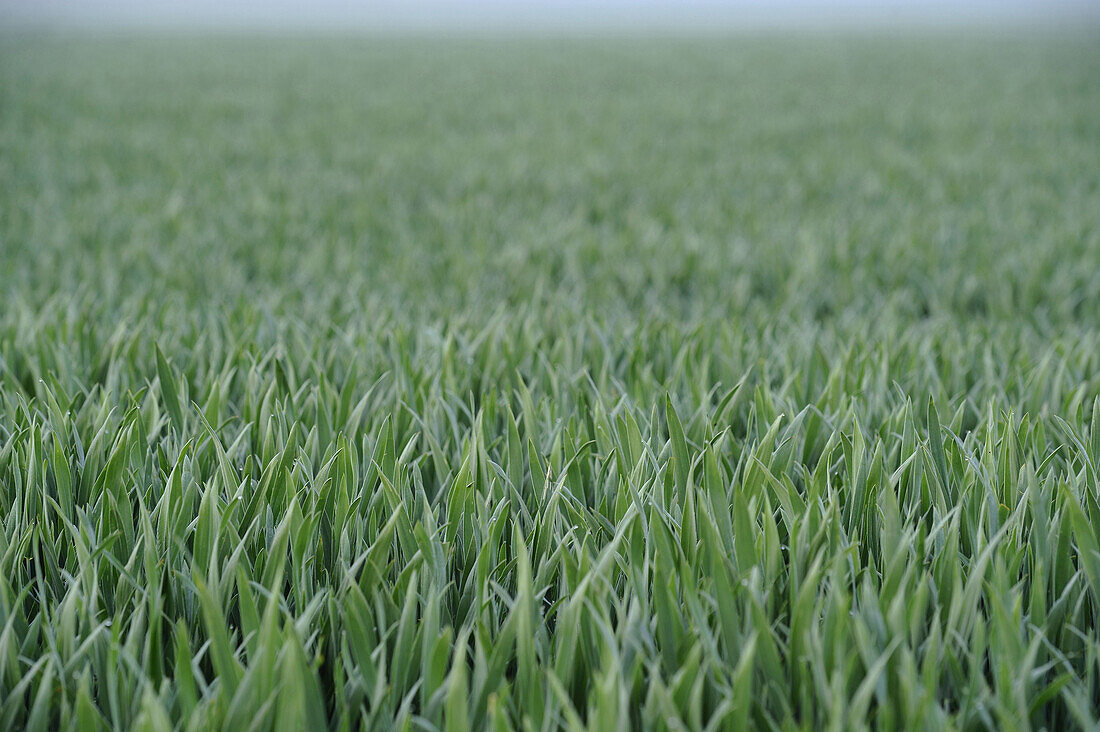 Landscape of a Wheat (Triticum) field in early summer, Upper Palatinate, Bavaria, Germany.