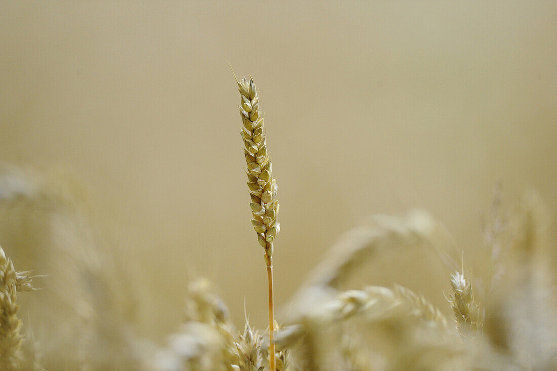 Nahaufnahme von Weizen (Triticum) im Herbst, Oberpfalz, Bayern, Deutschland.