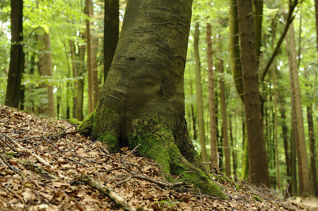 Baumstamm einer Rot- oder Rotbuche (Fagus sylvatica) im Frühsommer, Bayern, Deutschland.