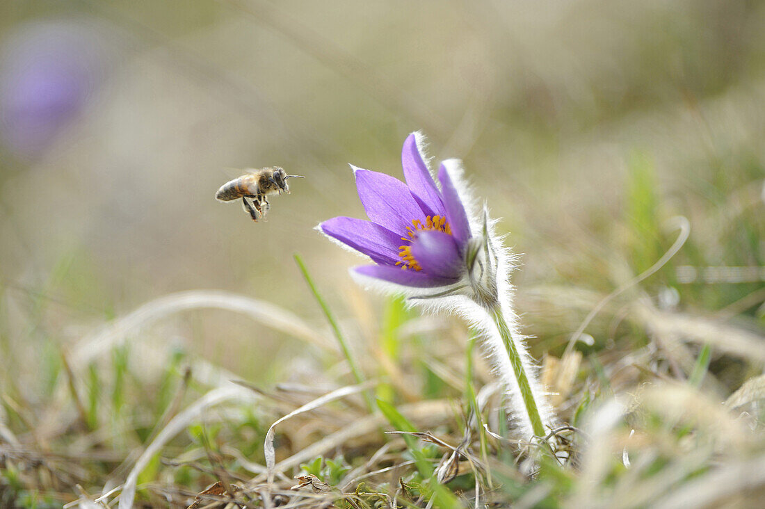 European honey bee flying to a blossom of a Pulsatilla (Pulsatilla vulgaris) in the grassland in early spring of Upper Palatinate, Bavaria, Germany, Europe.