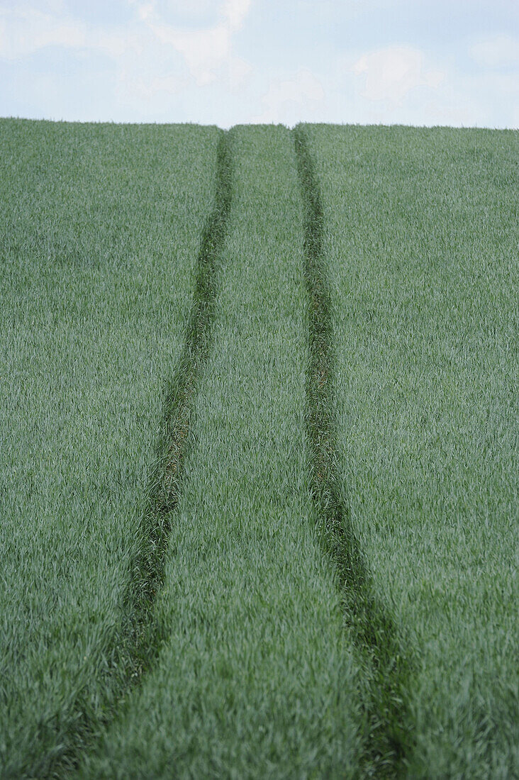 Landscape of a Wheat (Triticum) with truck trails in early summer, Upper Palatinate, Bavaria, Germany.
