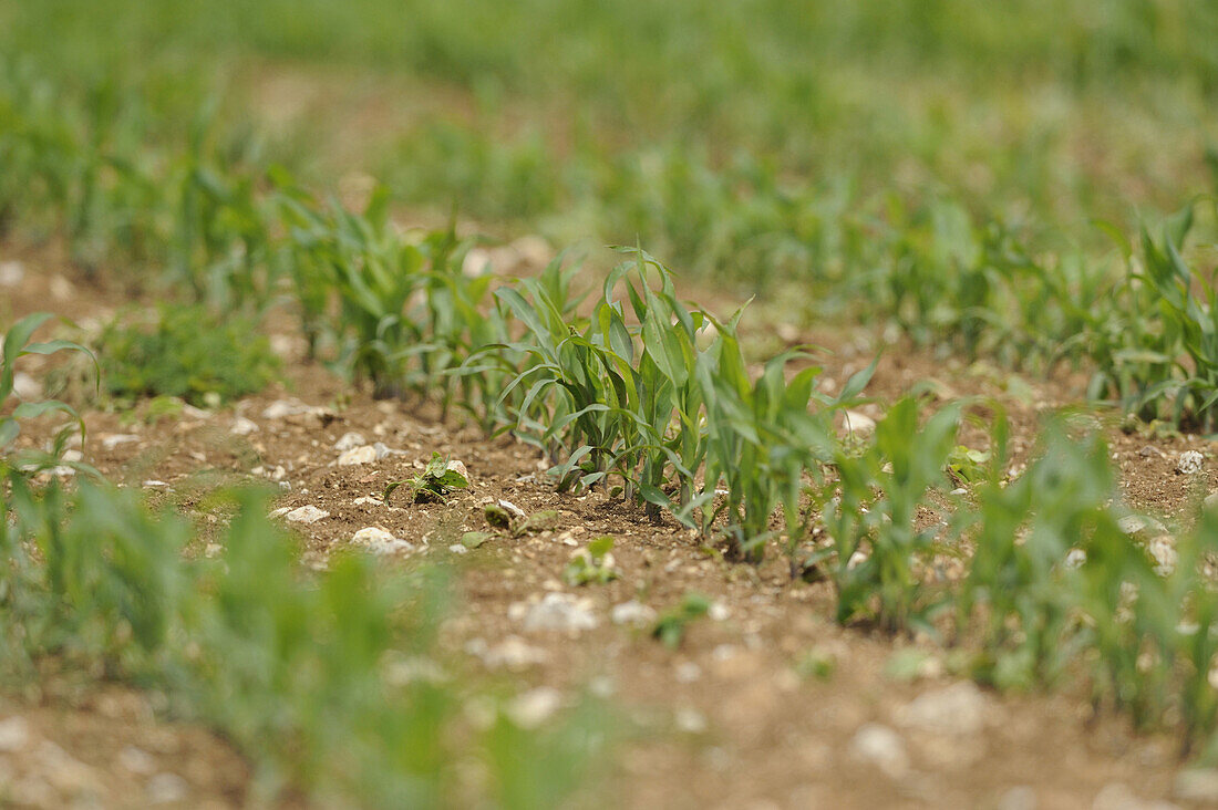 Nahaufnahme von Mais (Zea mays) im Frühjahr, Oberpfalz, Bayern, Deutschland.