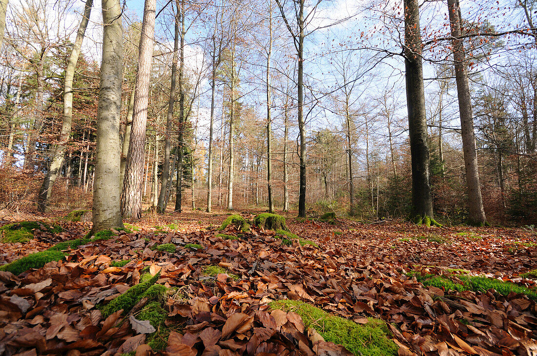 Landschaft eines Mischwaldes im Herbst, Bayern, Deutschland.