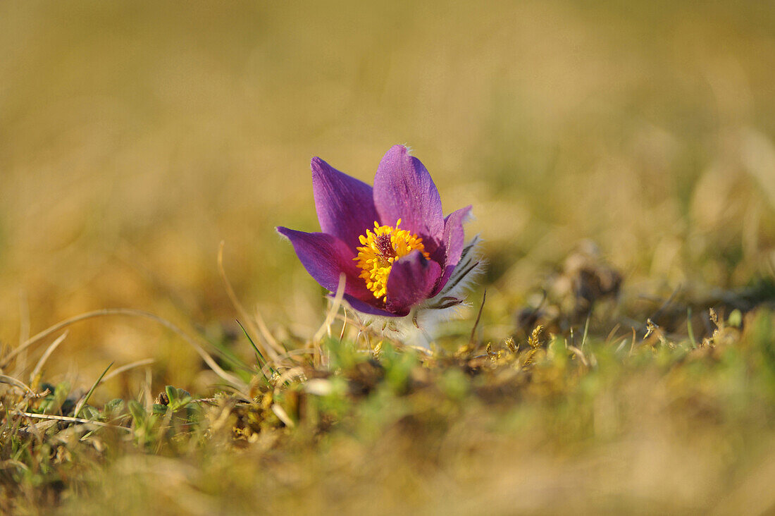 Blüte einer Pulsatilla (Pulsatilla vulgaris) im Grünland im zeitigen Frühjahr in der Oberpfalz, Bayern, Deutschland