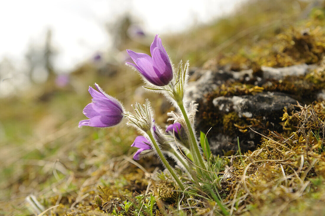 Blüten einer Pulsatilla (Pulsatilla vulgaris) im Grünland im zeitigen Frühjahr in der Oberpfalz, Bayern, Deutschland