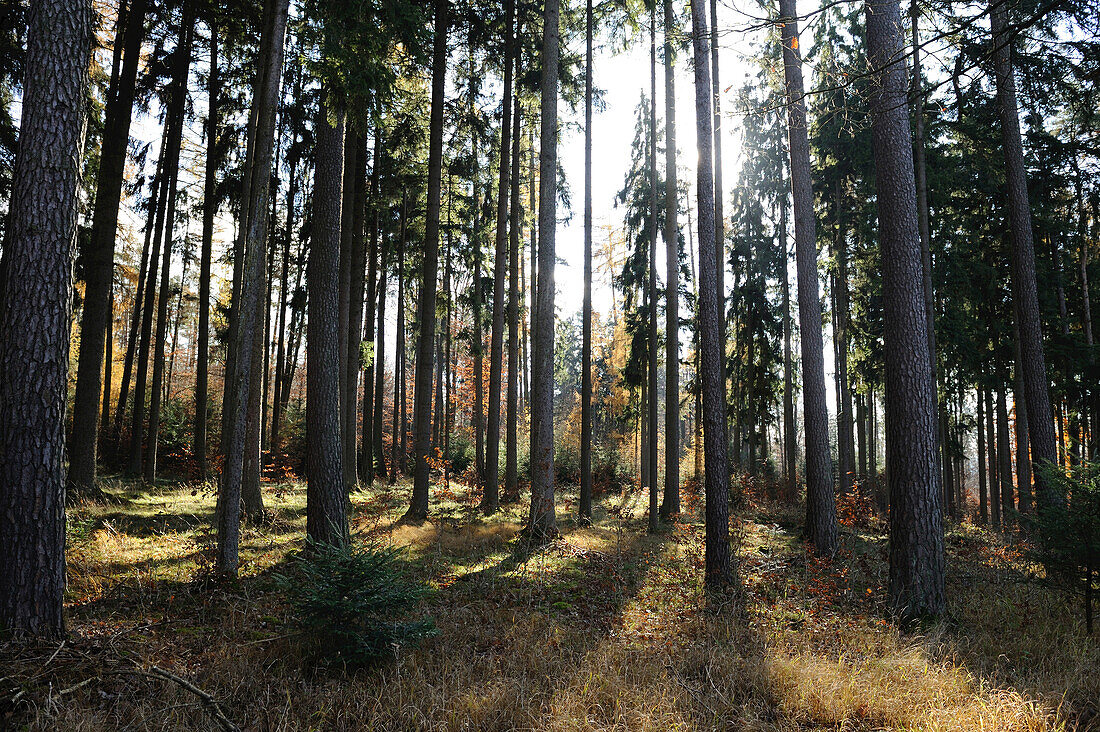 Landscape of a mixed forest in autumn, Bavaria, Germany.