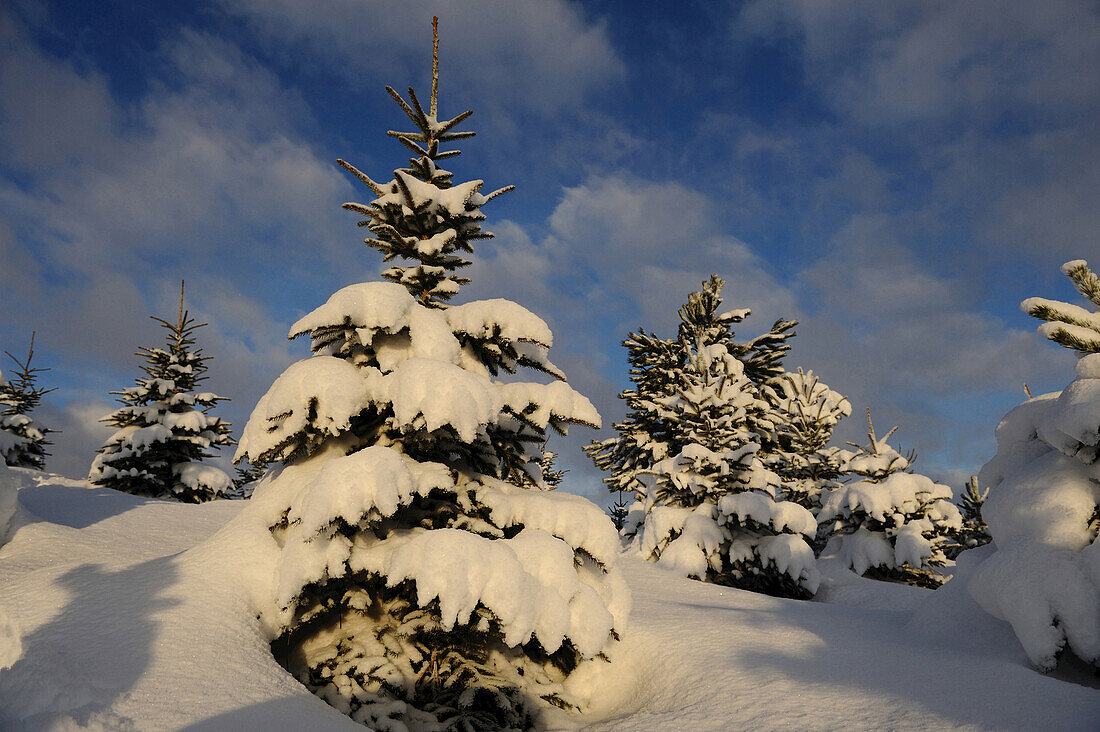Fichtenlandschaft (Picea abies) an einem verschneiten Tag im Winter, Oberpfalz, Bayern, Deutschland.