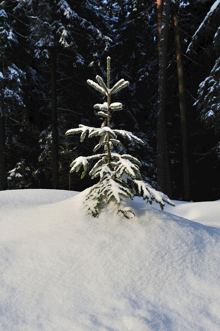 Landscape of Norway Spruce (Picea abies) at a snowy day in winter, Upper Palatinate, Bavaria, Germany.