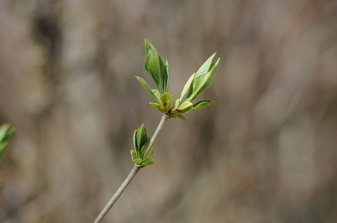 Buds of a Common Lilac (Syringa vulgaris) in early spring, Bavaria, Germany.