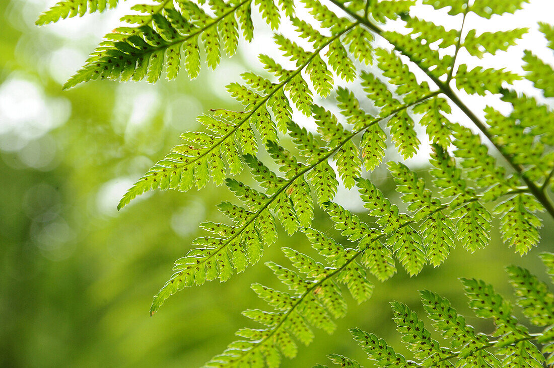 Nahaufnahme eines männlichen Farns (Dryopteris filix-mas) im Wald, Oberpfalz, Bayern, Deutschland.