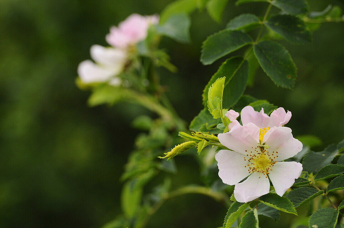 Nahaufnahme von Hundsrose (Rosa canina) im Frühsommer, Oberpfalz, Bayern, Deutschland